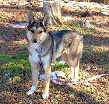Photo of Callie