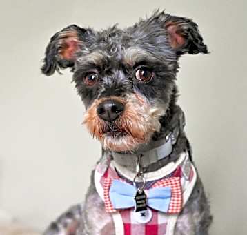 Photo of Beluche