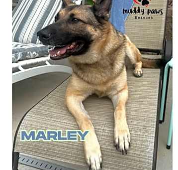 Photo of Marley (Courtesy Post)