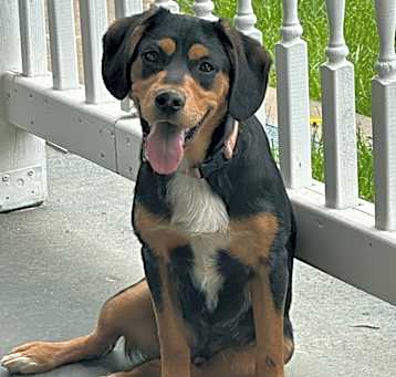 Photo of Snoopy