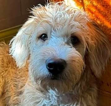 Photo of Dolly Doo