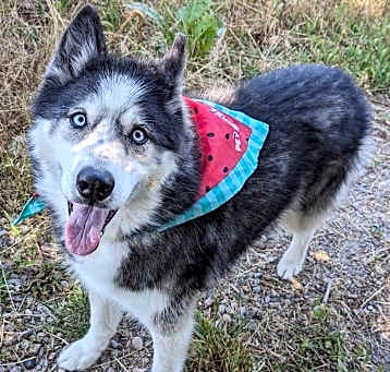 Photo of Vixen