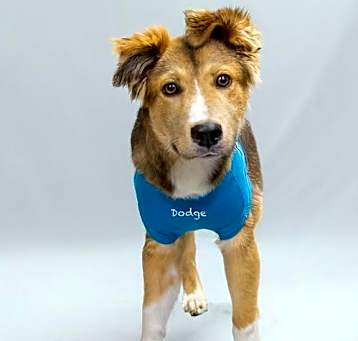 Photo of Dodge