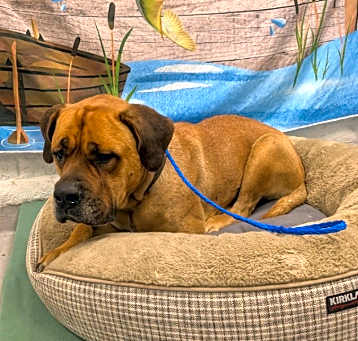 Photo of BRUTUS