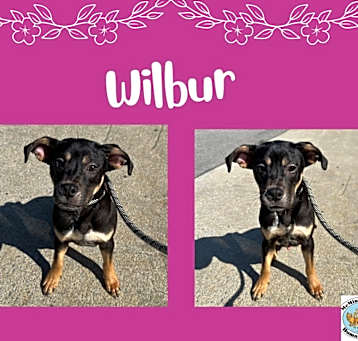 Photo of Wilbur