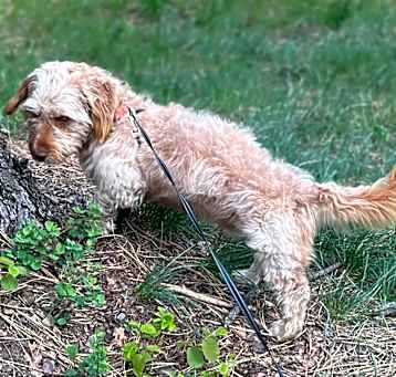 Photo of Brodie