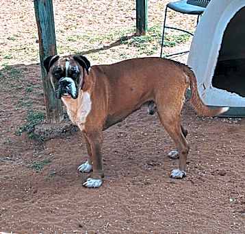 Photo of Spartacus