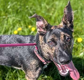 Photo of Vesper