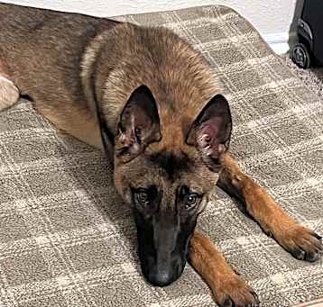 Photo of Ginger