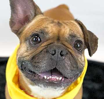 Photo of Moxie