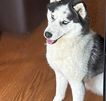 Photo of Loki