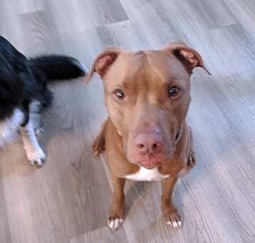 Photo of Chief