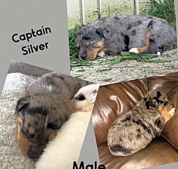 Photo of Captain Silver