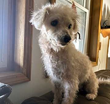 Photo of Sugar Pie