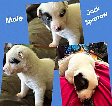 Photo of Jack Sparrow