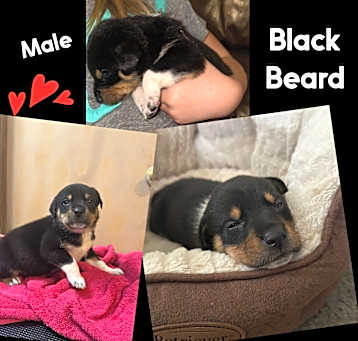 Photo of Black Beard