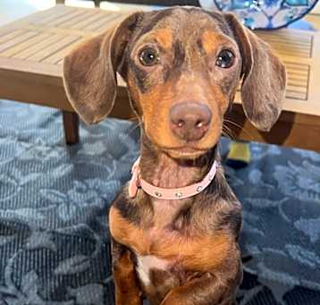 Photo of Biscotti