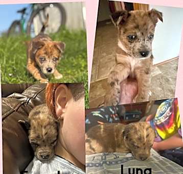Photo of Luna