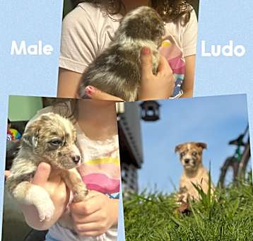 Photo of Ludo