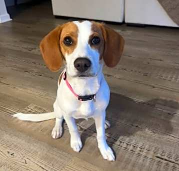 Photo of Bindi