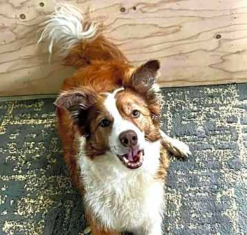 Photo of Rue (Courtesy Post)