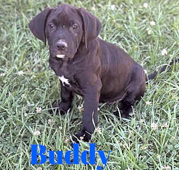Photo of Buddy