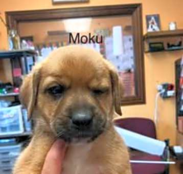 Photo of Moku