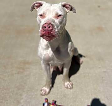 Photo of Stella