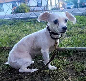 Photo of Zinnia
