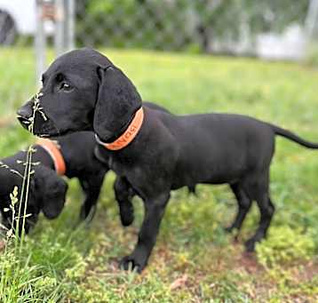 Photo of Ebony