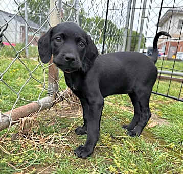 Photo of Onyx