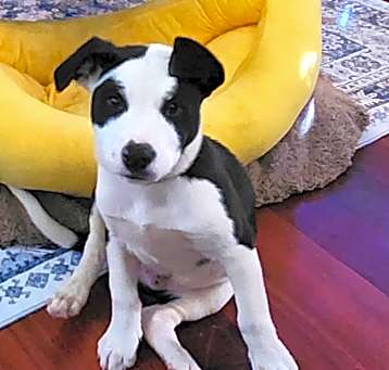 Photo of Loco