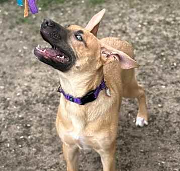 Photo of Kiley-in foster- $399