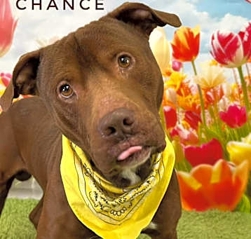 Photo of Chance