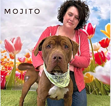 Photo of Mojito