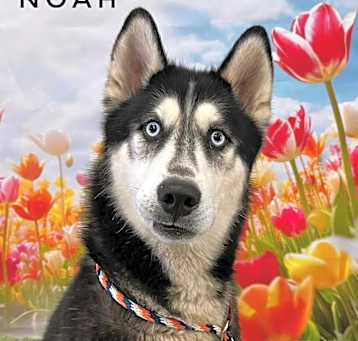 Photo of Noah