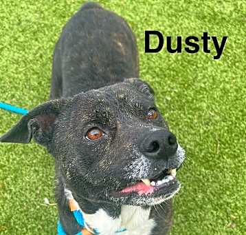 Photo of Dusty