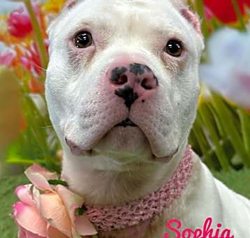 Photo of Sophia