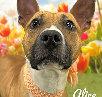 Photo of Alice