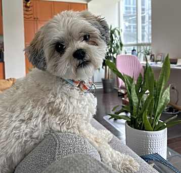 Photo of Tobi