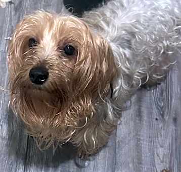 Photo of Bella