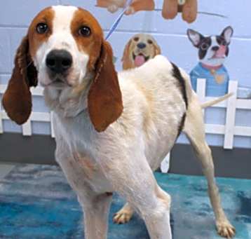 Photo of Bumble URGENTLY NEEDS HELP!
