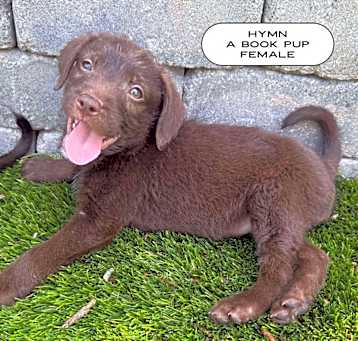 Photo of Hymn, A Book Pup