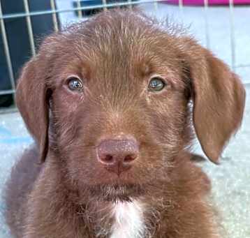 Photo of Journal, A Book Pup