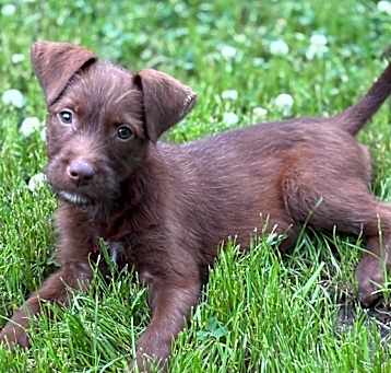 Photo of Library, A Book Pup