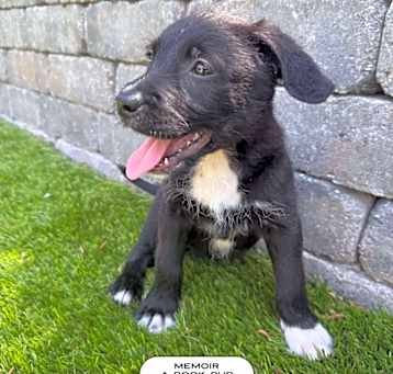 Photo of Memoir, A Book Pup
