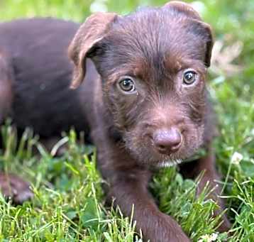 Photo of Novel, A Book Pup