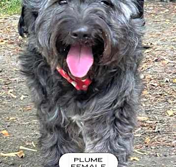 Photo of Plume