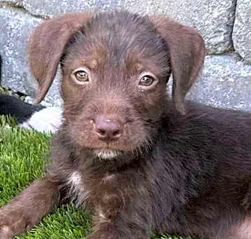 Photo of Script, A Book Pup