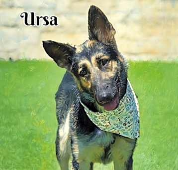 Photo of Ursa